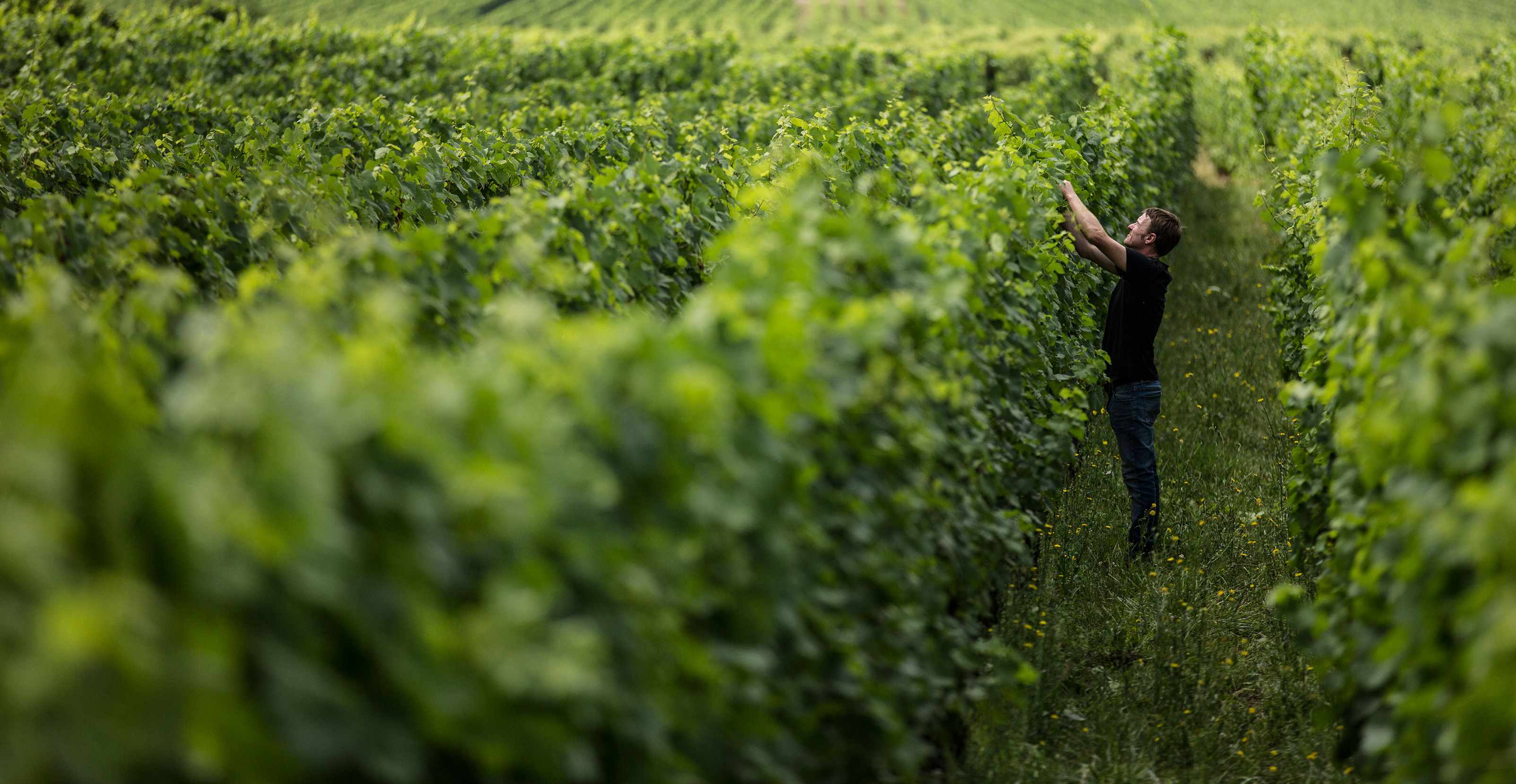 Laurent Barth-Alsace-Vins rares