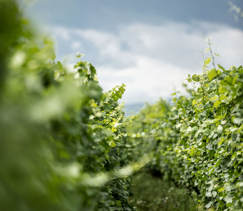 Vignes d'Alsace Laurent Barth - Bennwihr - Alsace