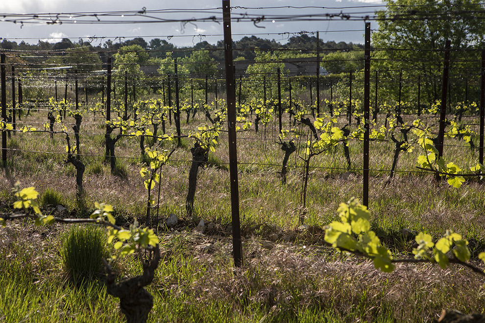 Viamo - Guilhem Barre vin du Languedoc