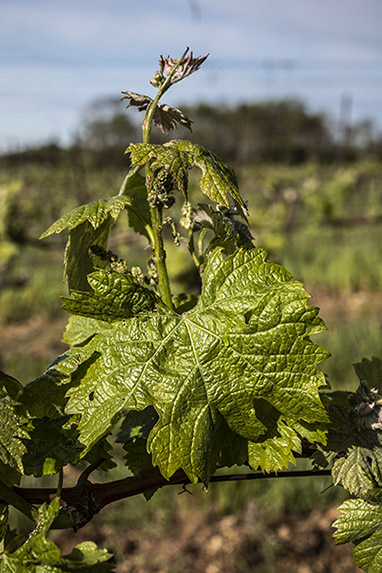 Viamo - Guilhem Barre vin du Languedoc