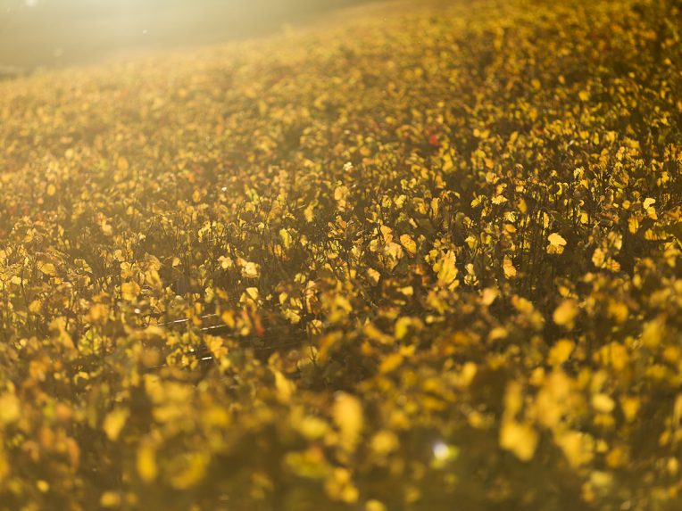 Paysage des Côtes d'Or en Bourgogne en l'automne.