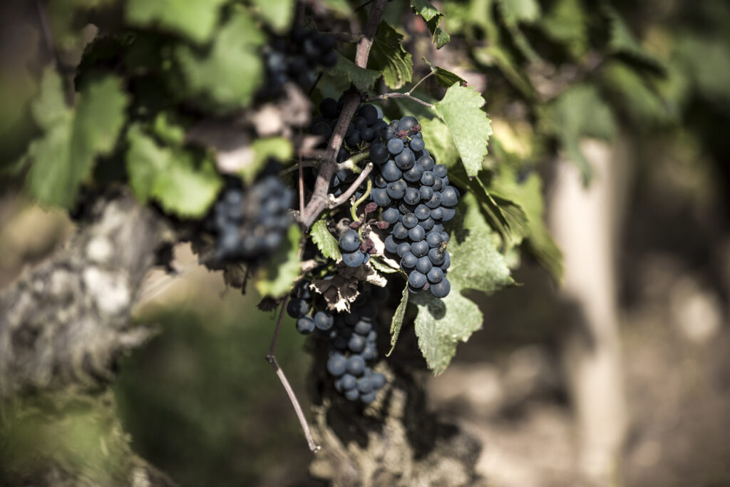 Pinot Noir